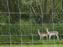 GrassLand Fence